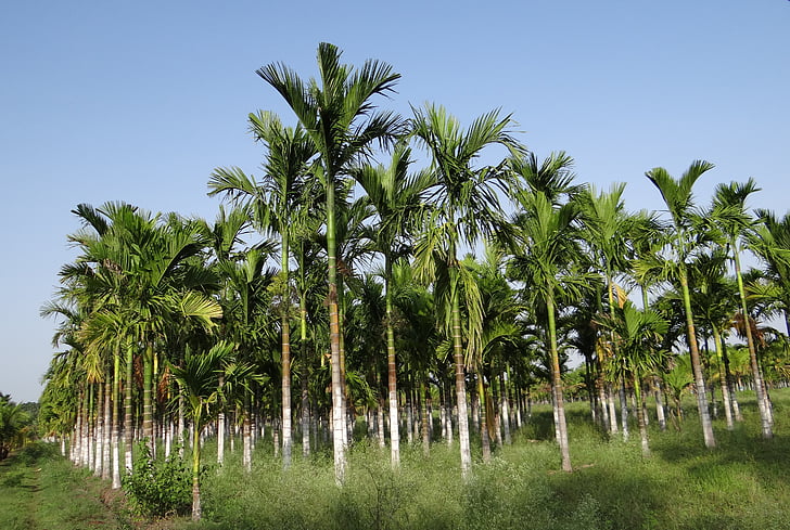 Plantation, Areca orech, areková, Areca catechu, Betelnut, chikmagalur, Karnataka