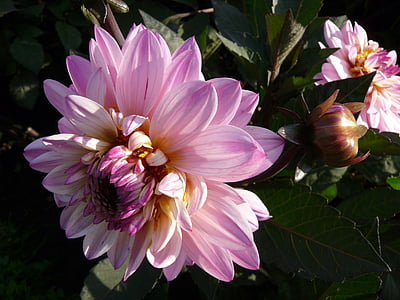 bunga, merah muda, Dahlia, musim semi, alam