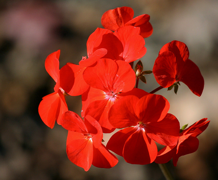 Gerani, vermell, flor, anual, Pelargonium, flor, floral