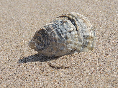 närbild, Foto, grå, svart, conch, Shell, stranden