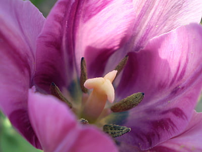 Hoa, màu tím, sinh thái