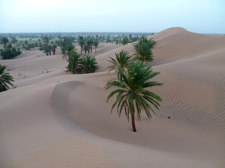 Desert, Sand, Palm, Dunes, Marokko