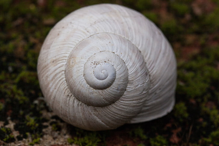 snail, snails, helix, spiral, pomatia, shell, old
