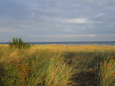 dune, baltic sea, sea, dune grass, coast, coastal landscape, autumn