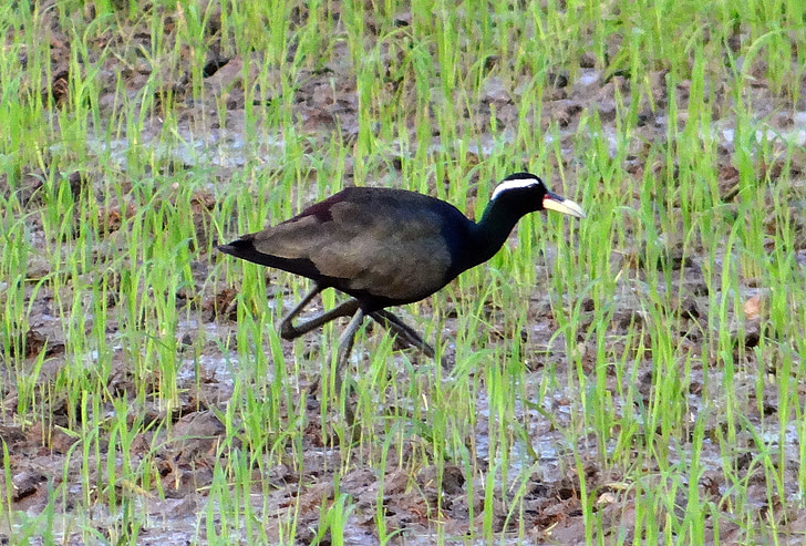 žakana, metopidius indicus, Jacana, paukštis, Laukiniai gyvūnai, žaliavinių ryžių lauku, Karnataka