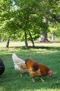 pollastre, gallina, aviram, granja, ocell, animal, l'agricultura