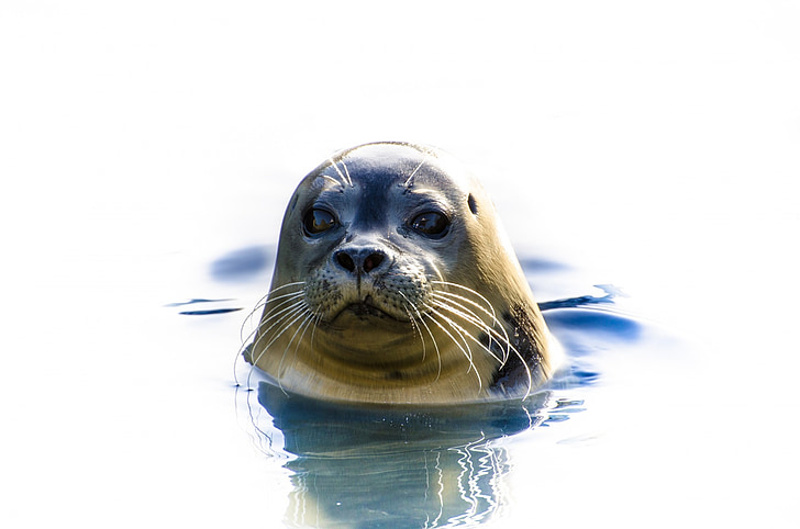 Seal, grå, dyr, Nordsøen, løssluppen-animalsk, truet, Juvenile