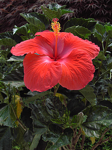 hibiscus, flower, blossom, bloom, red, close, exotic