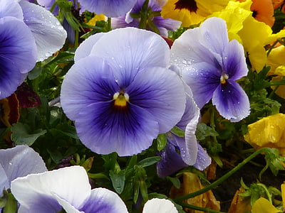 stiefmütterche, violetinė, našlaitė, žiedų, žydėti, augalų, gėlės