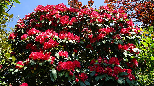 Bloom, punainen, vihreä, kukinta, luonnollinen, kausi, kukka