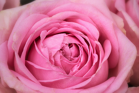 slējās, makro, ROSACEAE, rozes ģimene, rožu ziedu, rozā
