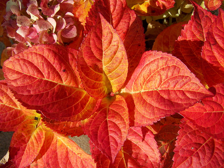 discolored hydrangea leaves, autumn, red leaves, leaf, nature, season, red