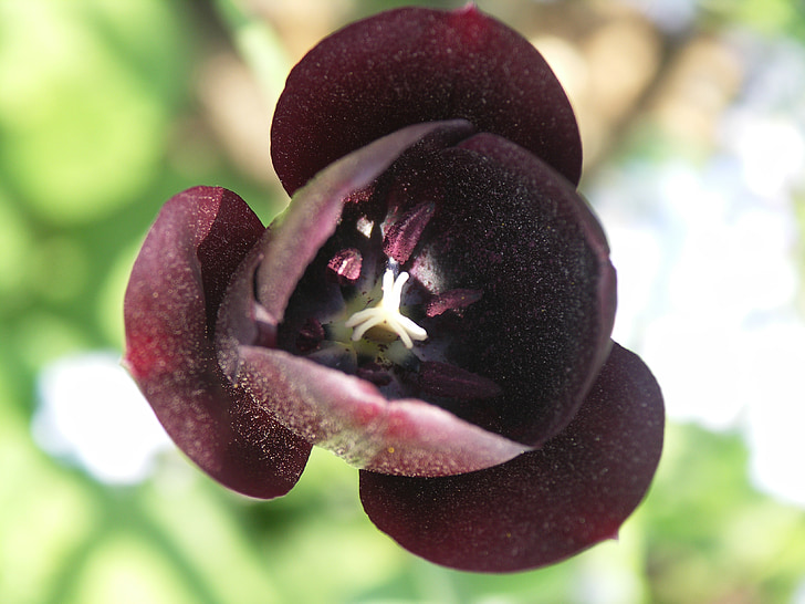 tulipano, nero, fiore