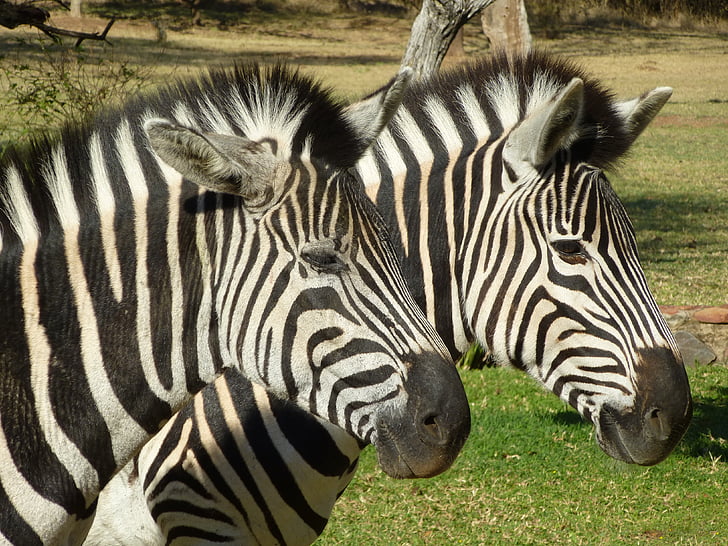 Zebra, Afrika, schwarz / weiß gestreift, gestreift, Safaritiere, Tierwelt, Natur