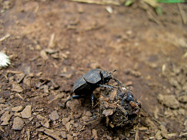 escaravelho, estrume, bola de estrume, África do Sul, montanhas Drakensburg, drakensburgs, fauna