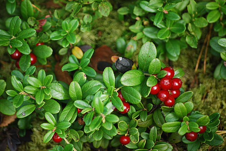 Cowberry, bosque, planta, naturaleza, ramita