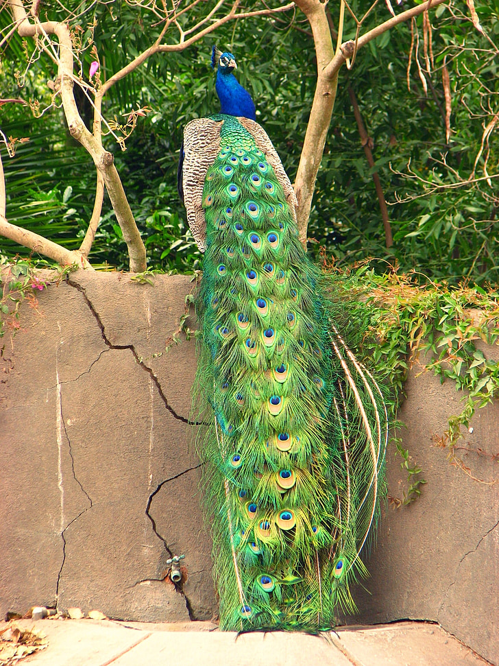 Peacock, värit, värikäs, sininen, vihreä, lintu, Elegance