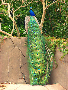 pavone, colori, colorato, blu, verde, uccello, eleganza