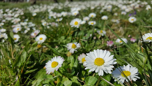 Margarida, Branco, na grama, planta, flor, jardim, flor