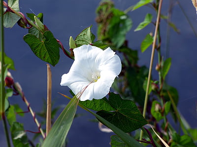 λουλούδι, στα, πεδία, λευκό λουλούδι, φύση, αναρριχητικό φυτό, άνοιξη