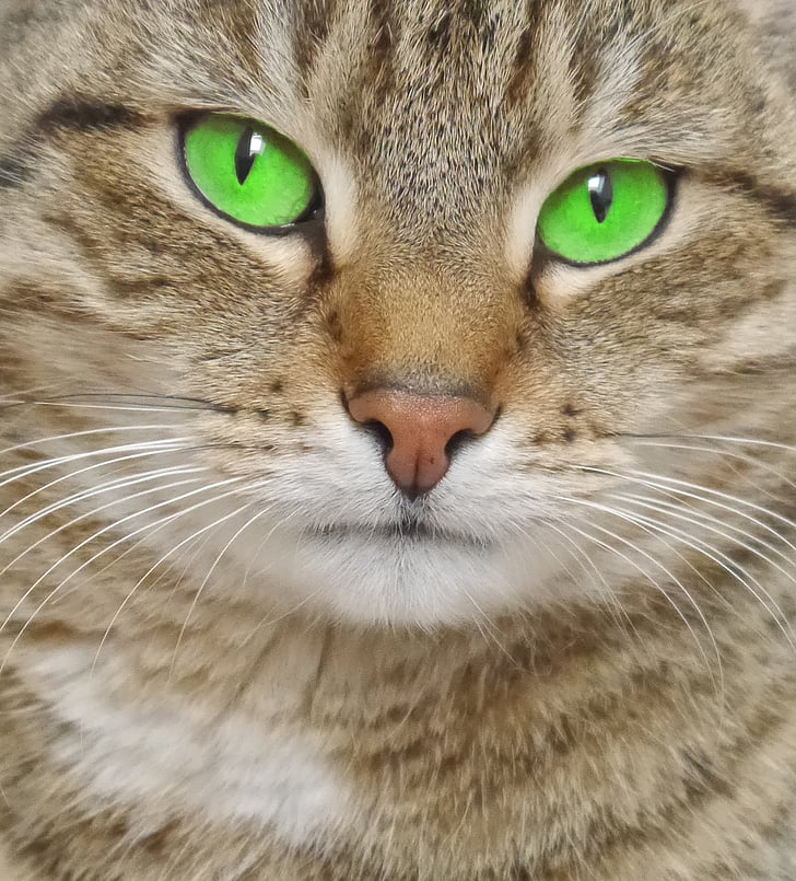 kucing, hijau, mata hijau, ikan kembung, perhatian, wajah, mata