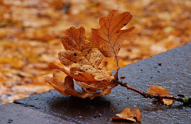 Jesenski listi, hrastov list, Leaf padec, padec listje, padec barve, spadajo listi, hrastova