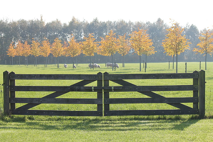 automne, moutons, clôture, pâturage, nature, campagne
