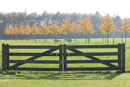 秋, 羊, フェンス, 牧草地, 自然, 田園地帯