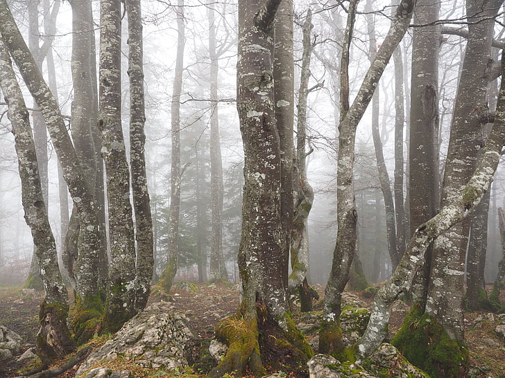 bosque, árboles, troncos de los árboles, libro, hay niebla, inquietantes, místico