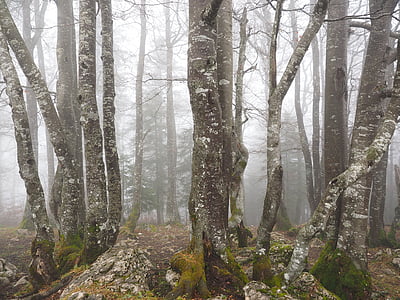 Les, stromy, kmeny stromů, kniha, mlha, strašení, mystické
