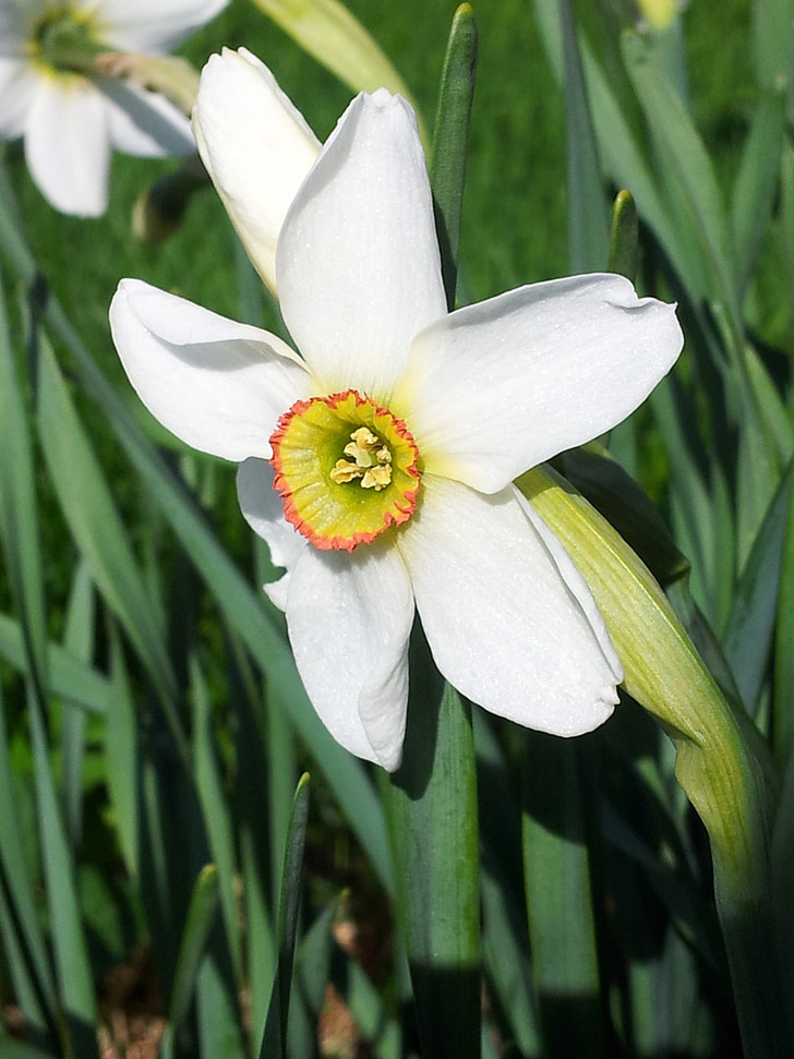 Narcís recurvus, primavera, flor, blanc, poeticus, Daffodil, jardí