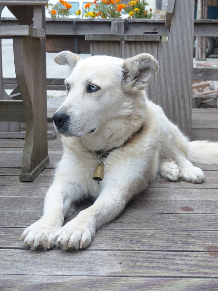 câine, alb, fata, ochii, portret, blana, Husky corcitură
