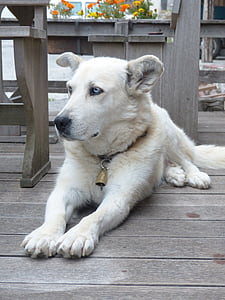 สุนัข, สีขาว, ใบหน้า, ตา, แนวตั้ง, ขนสัตว์, ฮัสกี้ mongrel