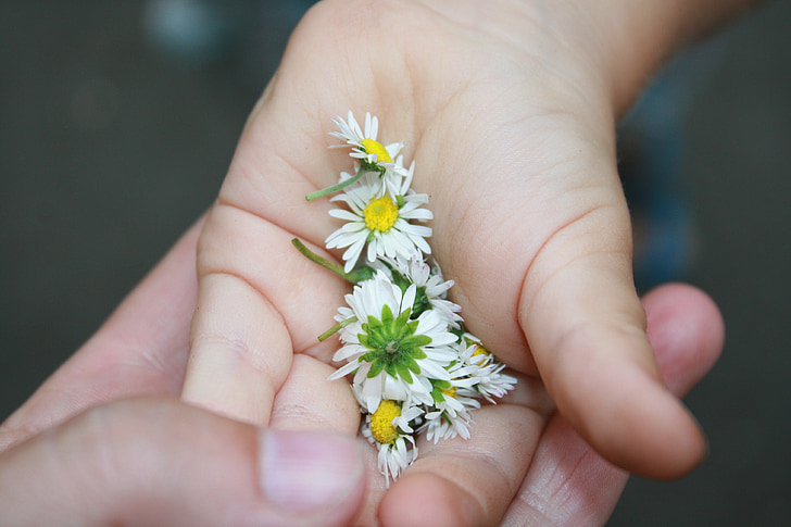 margaritas, primavera, mano del niño, manos, flores, Margarita, naturaleza