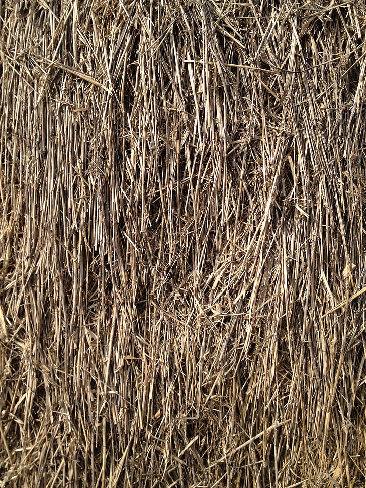 straw, grain, grass