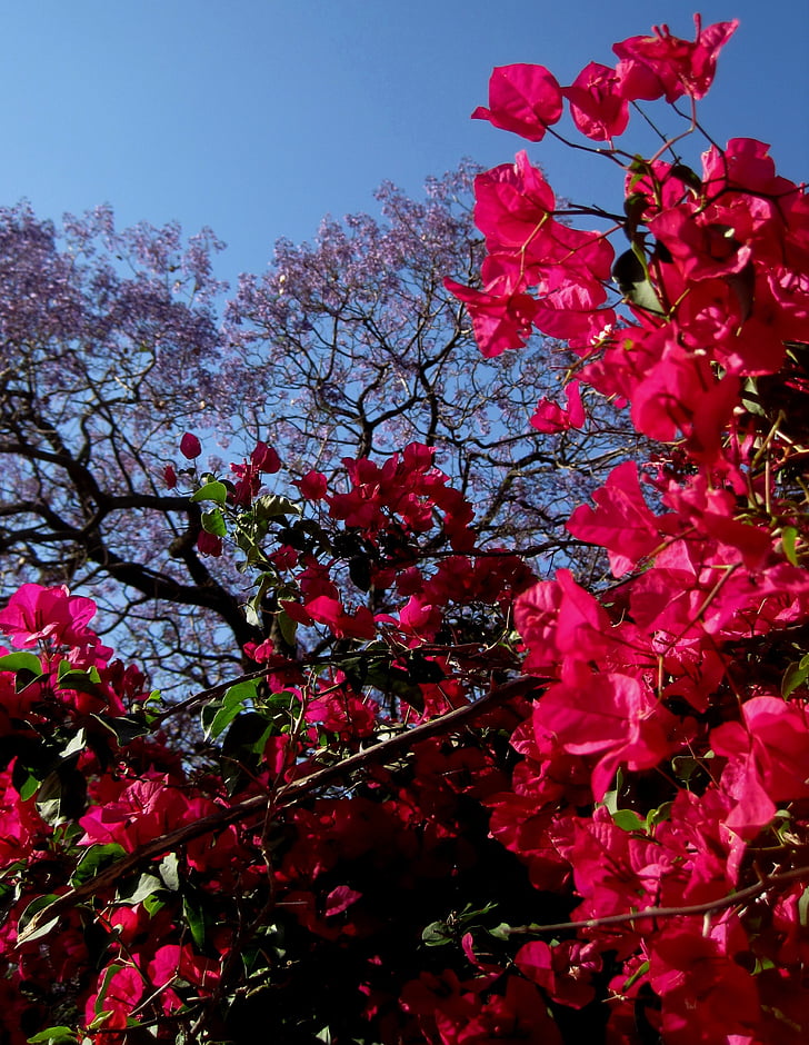 Bougainvillia, ροζ, βαθύ, Jakaranda δέντρο, μωβ, θάμνος, δέντρο