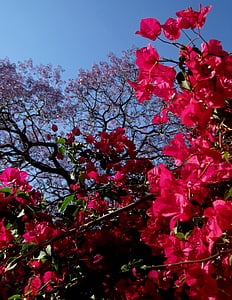 bougainvillia, рожевий, глибоко, Jakaranda дерево, фіолетовий, чагарник, дерево