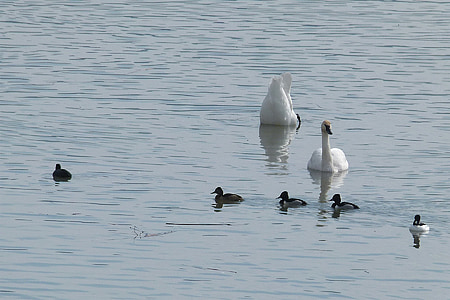 tufted ducks, swans, wild duck, white swan, birds, water birds, nature