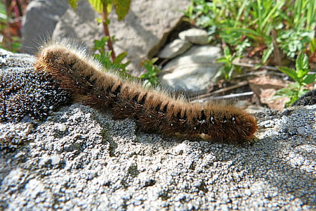 caterpillar, insects, macro, nature, urticant, animal