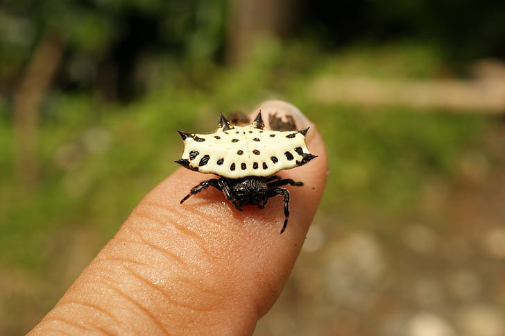 насекоми, Thebaid, Quindio, Колумбия