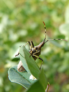 Coleoptera, Bille, cerambícido, Bille longicornio, have et kig, insekt, natur