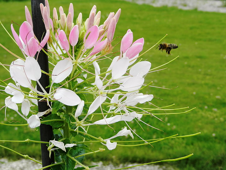 λουλούδι, λουλούδια, έντομο, έντομα, Μούχα, μέλισσα, ΟΣΑ