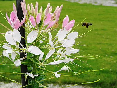 花, 花, 昆虫, 昆虫, 木栅, 蜜蜂, 加拿大安大略省