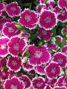 lilled, Dianthus, Aed, roosa, Bloom, suvel, taim