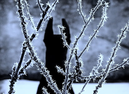 perro, Doberman, nieve, sombra, invierno