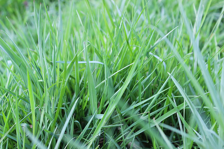 herba de Prat, brins d'herba, Prat, les pastures, natura, febre, herba