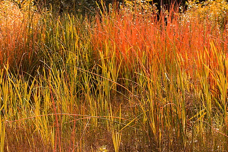 草, 秋天, 红色, 草, 自然, 植物, 跳棋