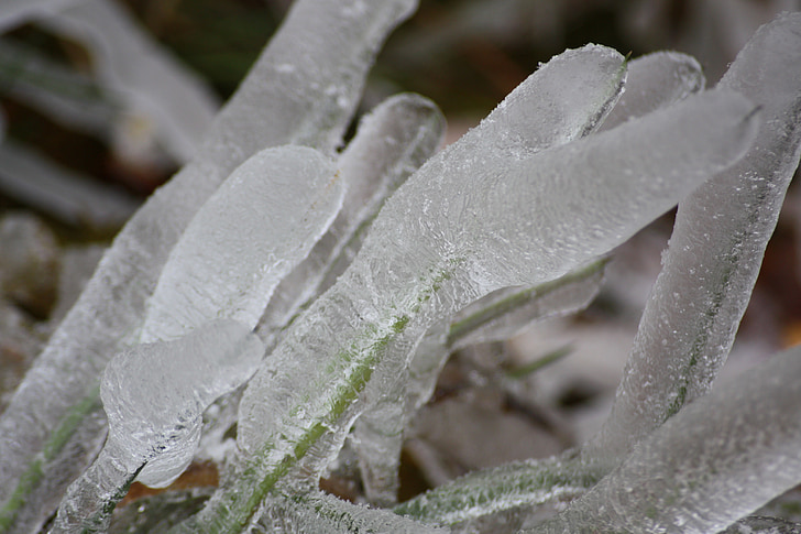 Eis, Wildpflanze, Grass, Winter