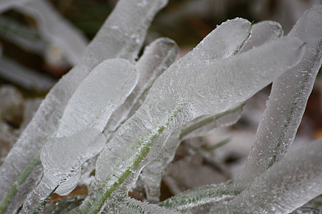 ijs, wilde plant, gras, winter
