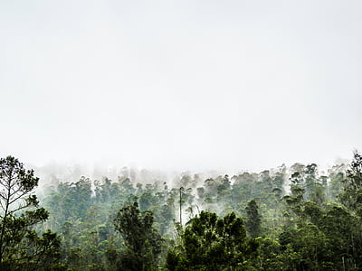 kuva, vihreä, puut, päivällä, pilvi, Metsä, sumu
